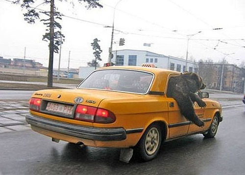 Taxi for the Bear.jpg (89 KB)